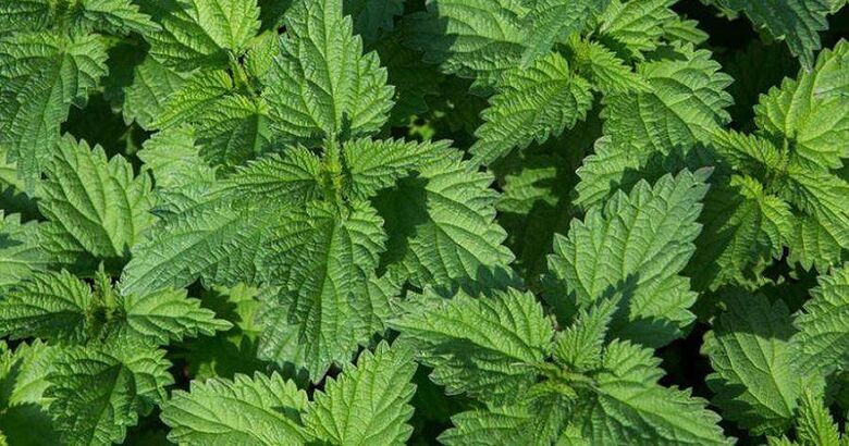 nettle for the treatment of prostatitis